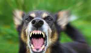 Photo of dog bearing teeth